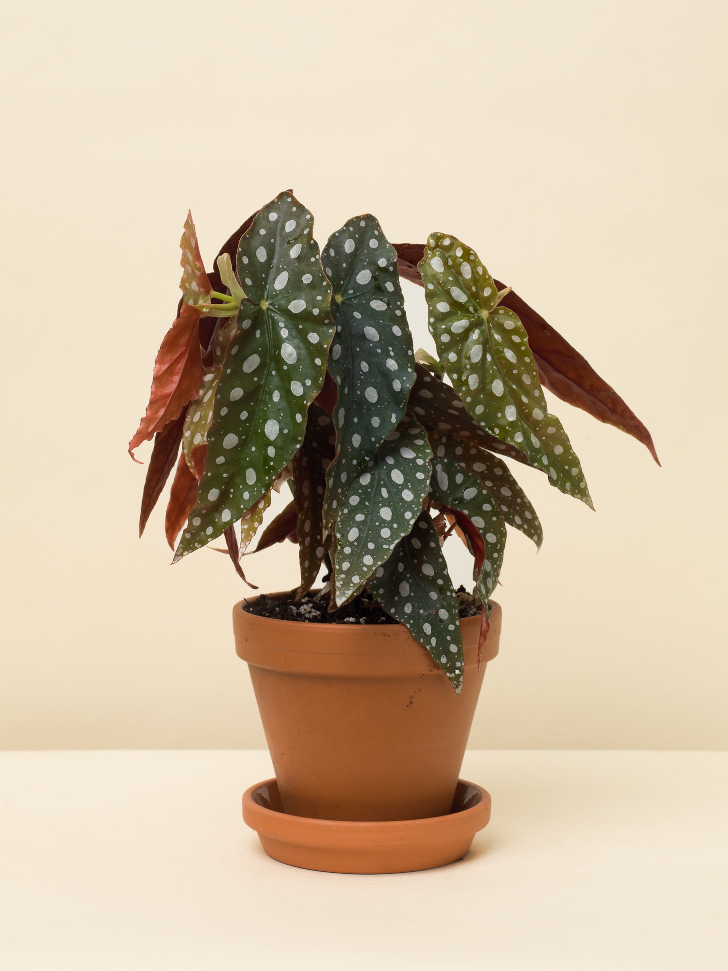 Begonia maculata wightii