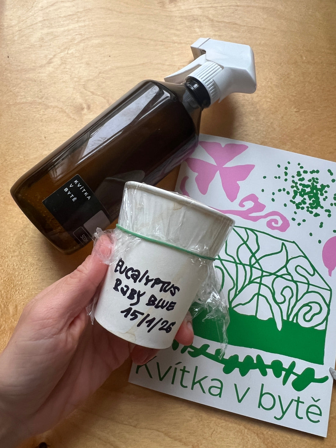 Eucalyptus Baby blue - stratifikace