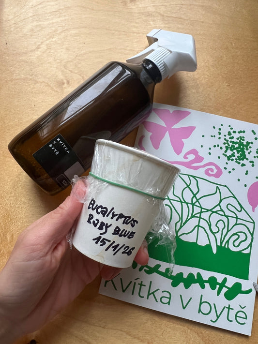 Eucalyptus Baby blue - stratifikace