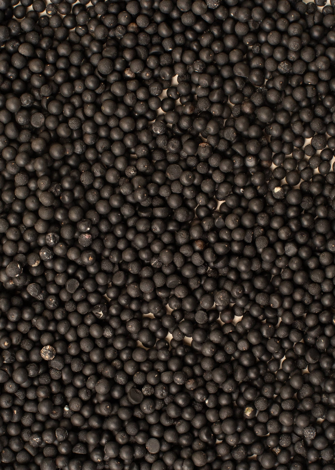 Asparagus plumosus/sprengeri - návod na výsev