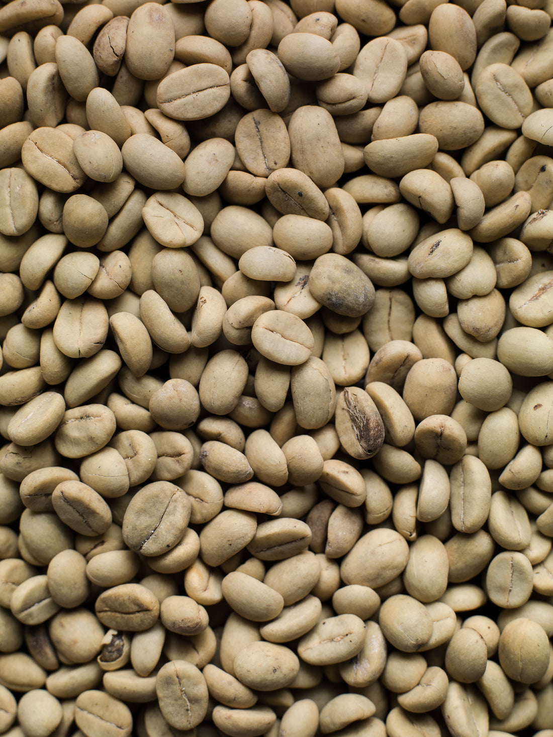 Kávovník arabský (coffea arabica) - návod na výsev