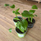 Monstera deliciosa SLOW PLANT baby