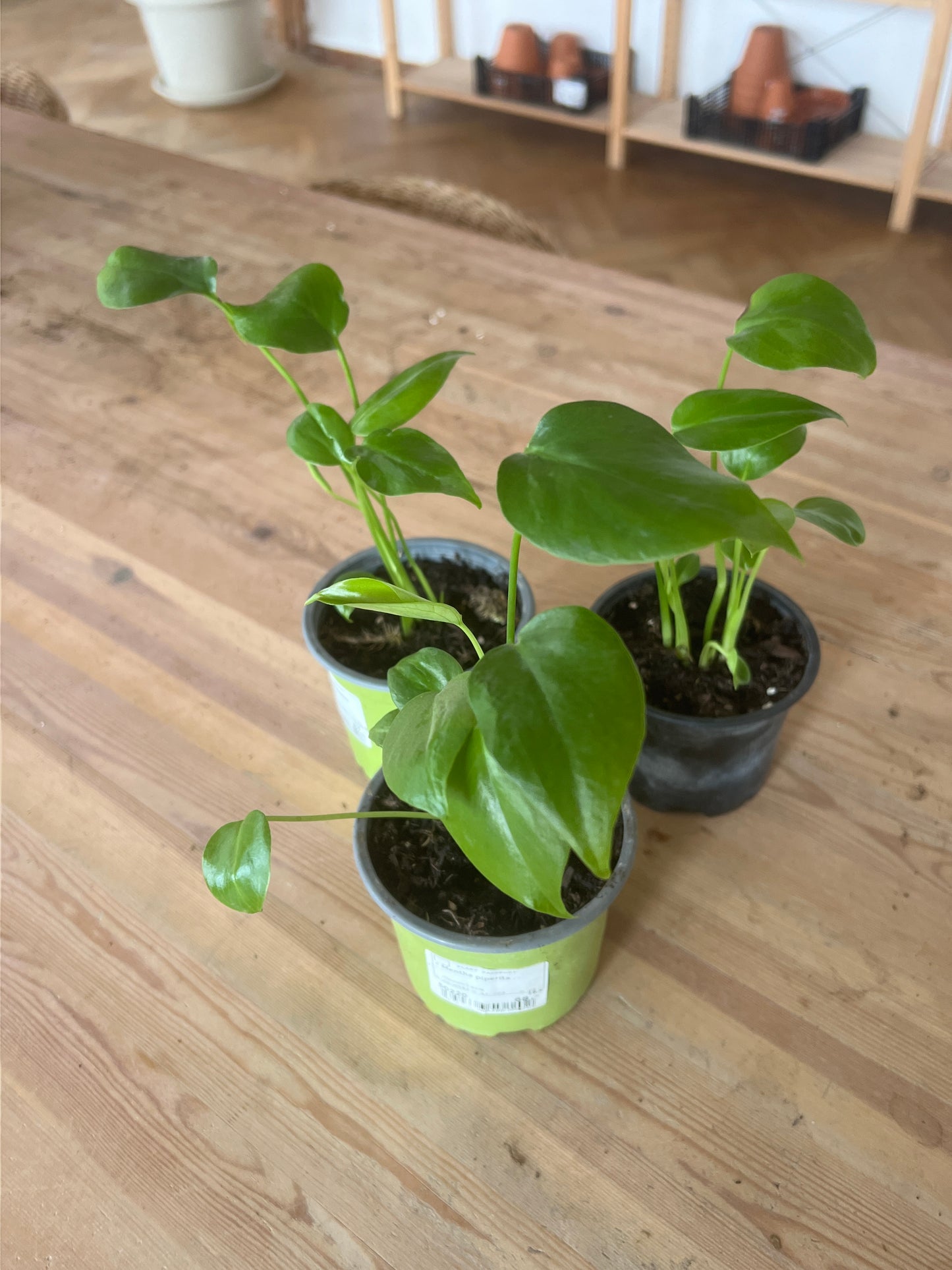 Monstera deliciosa SLOW PLANT baby