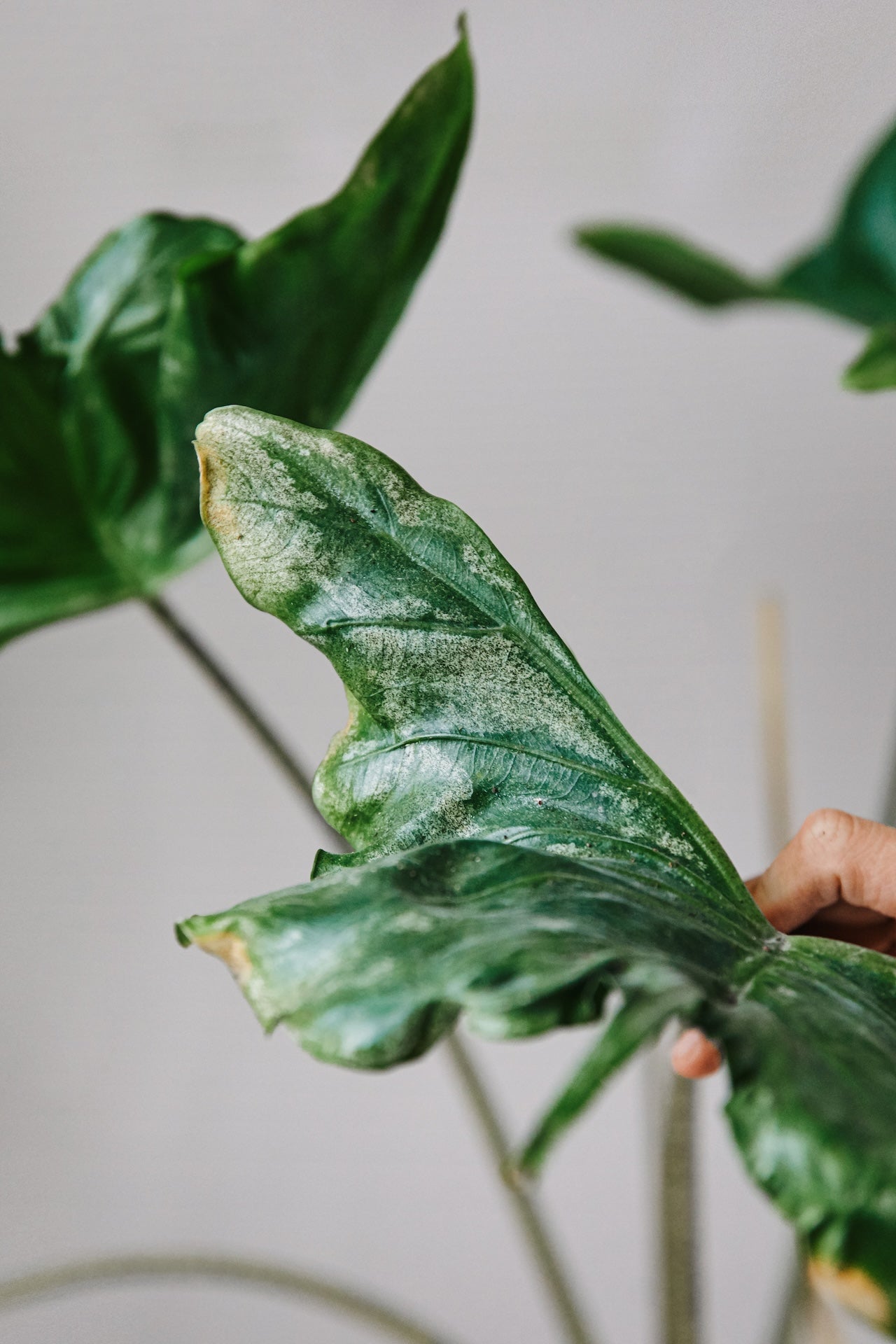 Kvítková konzultace - problémy s rostlinami