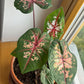 Hlízy: Kaládium (caladium) #slowplant