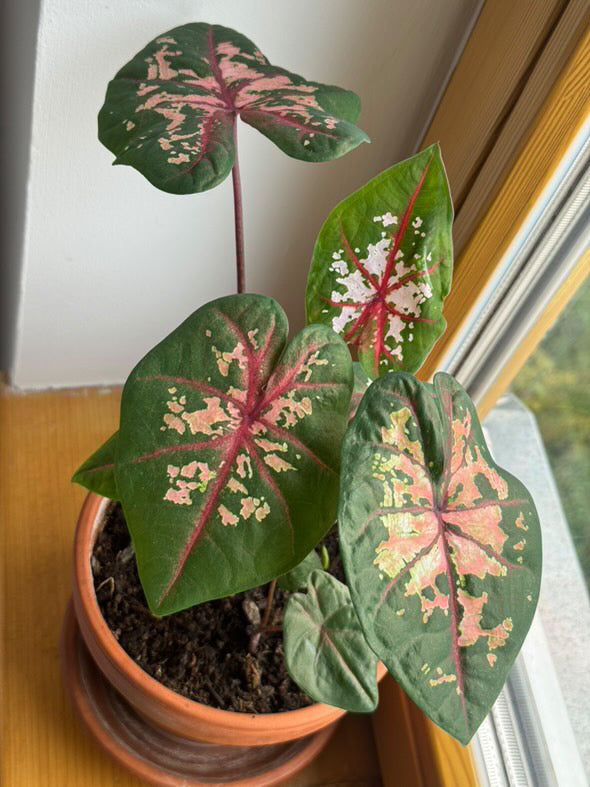 Hlízy: Kaládium (caladium) #slowplant