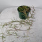 Semena: Ceropegia linearis #slowplant