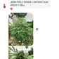 Silver Haze CBG Bonghemia klon