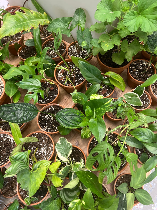 Bazarové kvítko #slowplant náhodný výběr