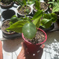 Monstera deliciosa SLOW PLANT baby