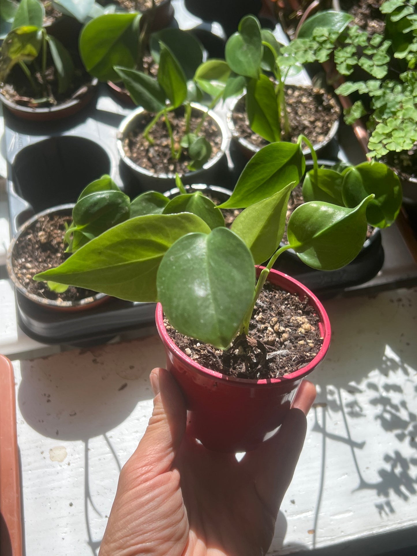 Monstera deliciosa SLOW PLANT baby