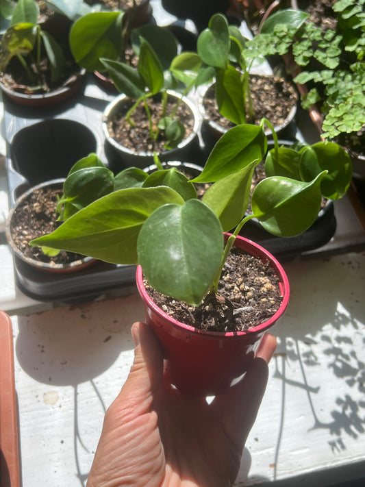 Monstera deliciosa SLOW PLANT baby