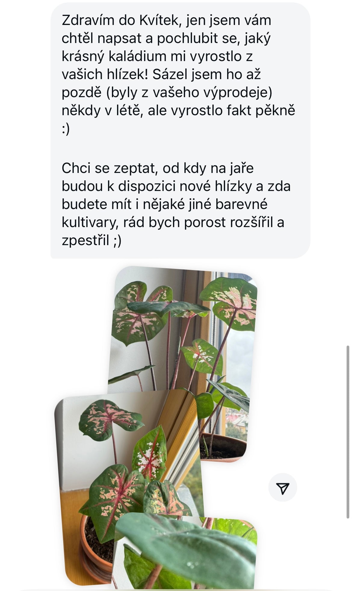 Hlízy: Kaládium (caladium) #slowplant