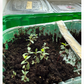Semena: Eucalyptus Baby blue