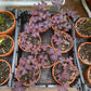 Oxalis triangularis