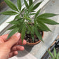Silver Haze CBG Bonghemia klon