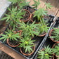 Silver Haze CBG Bonghemia klon