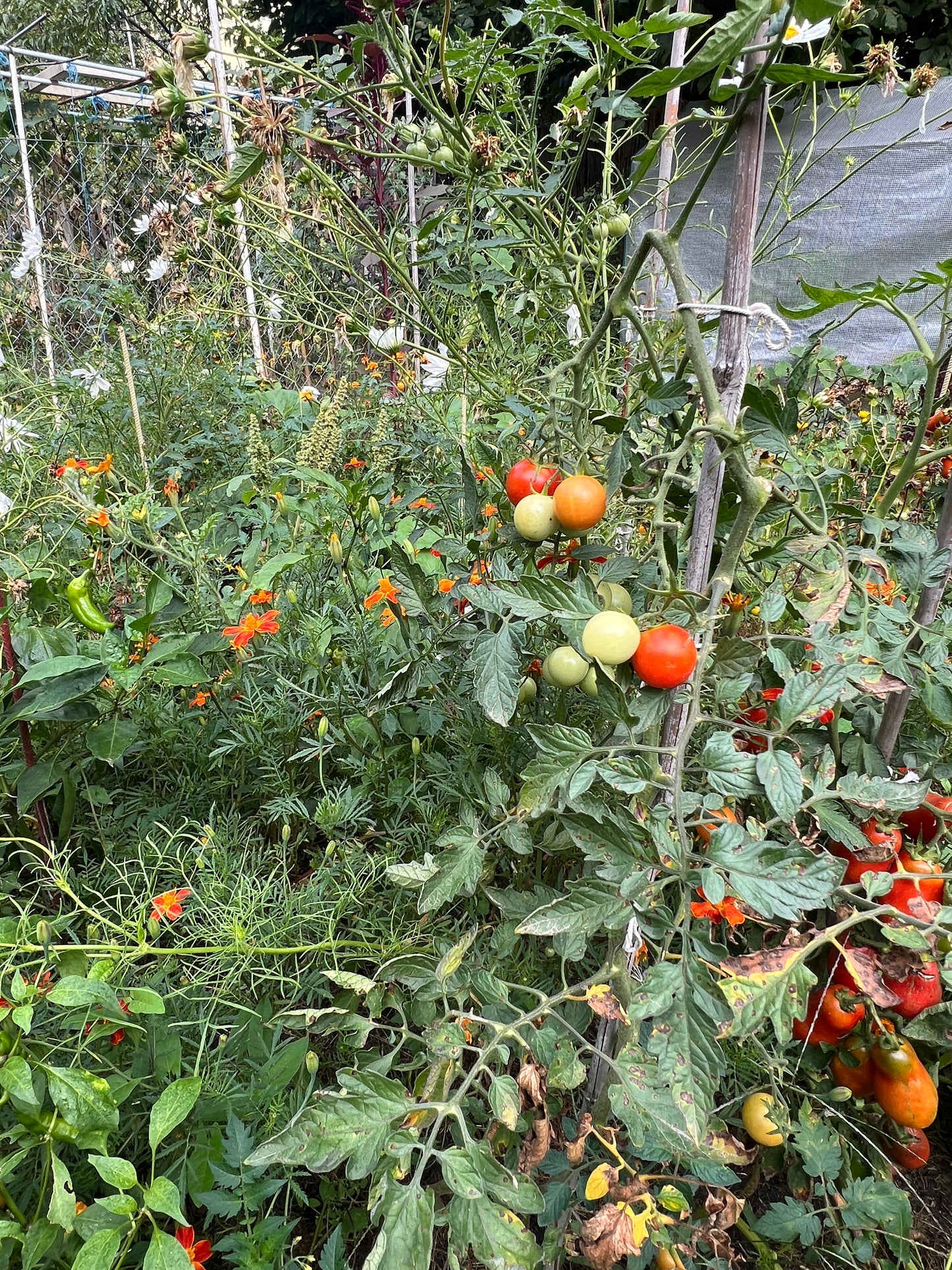 Workshop Příprava zeleninové sadby pro úspěšnou sezónu
