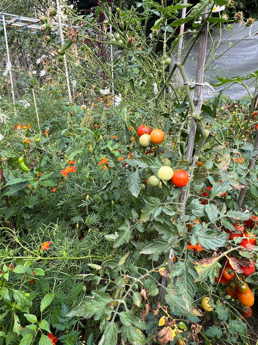Workshop Příprava zeleninové sadby pro úspěšnou sezónu