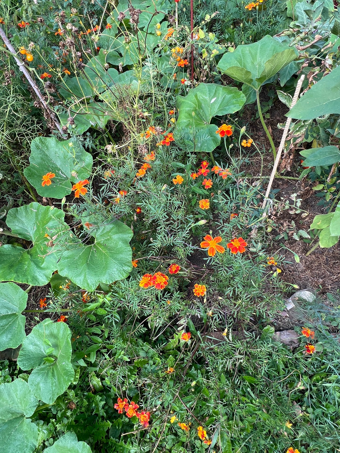 Workshop Příprava zeleninové sadby pro úspěšnou sezónu