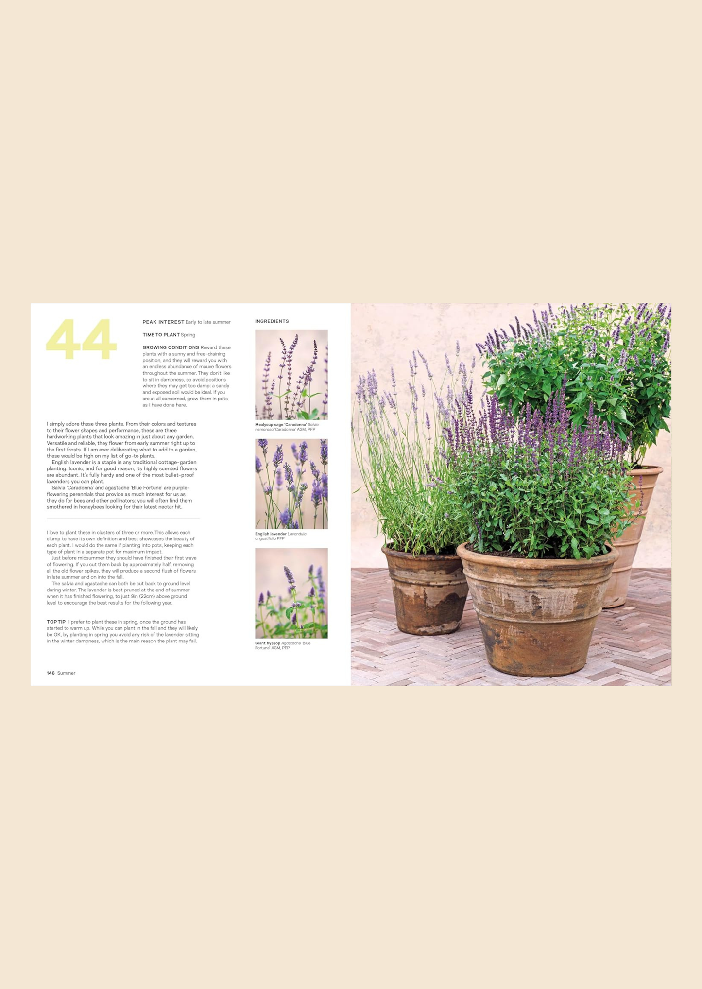 What grows together: Fail-safe Plant Combinations for Every Garden