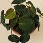 Philodendron scandens Micans