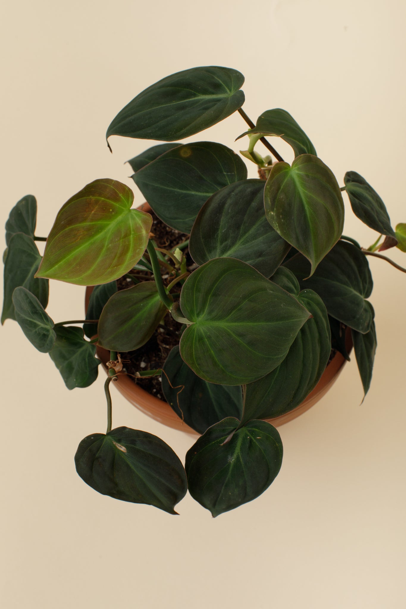 Philodendron scandens Micans