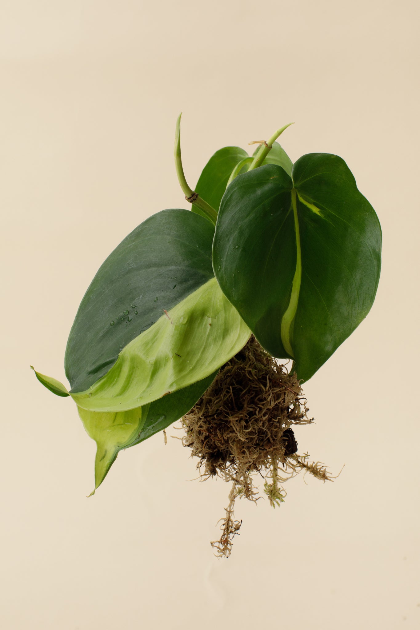 Řízek philodendron scandens Brasil