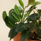 Philodendron scandens Micans