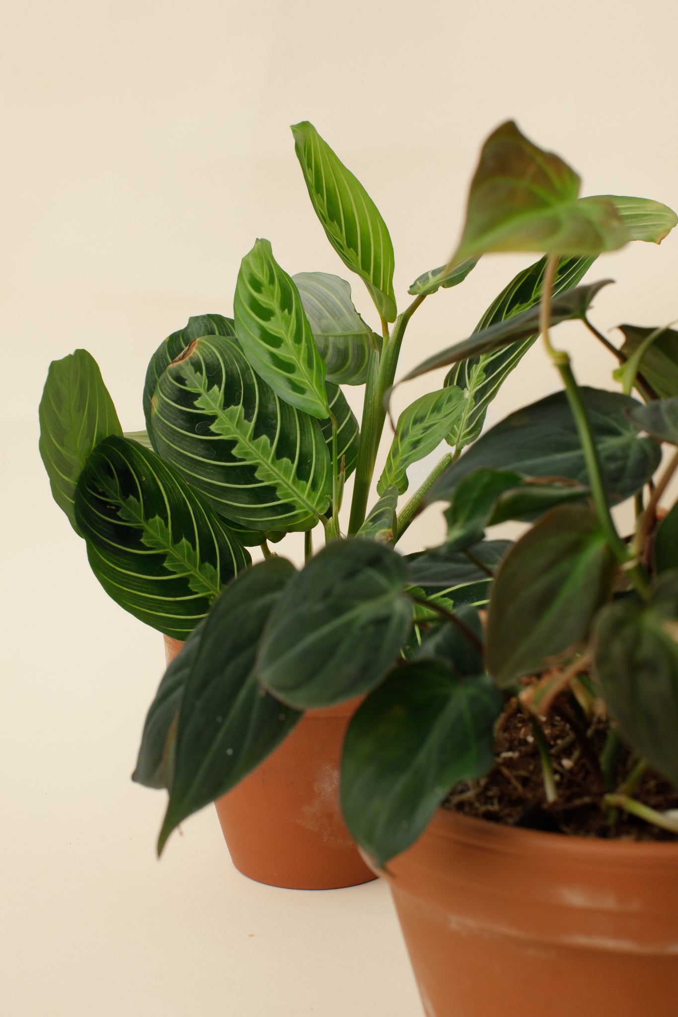 Philodendron scandens Micans