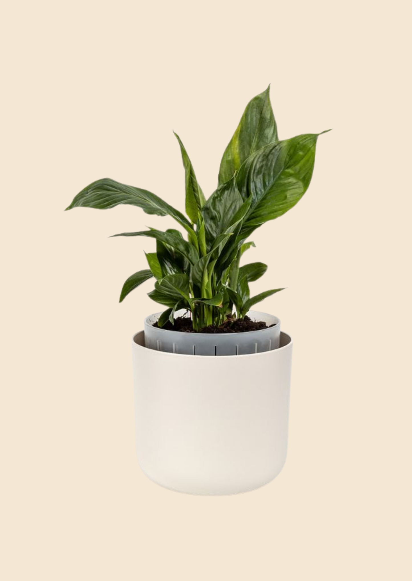 Samozavlažovací květináč Tolita Air slonová kost