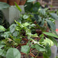 Bazarové kvítko MIX #slowplant