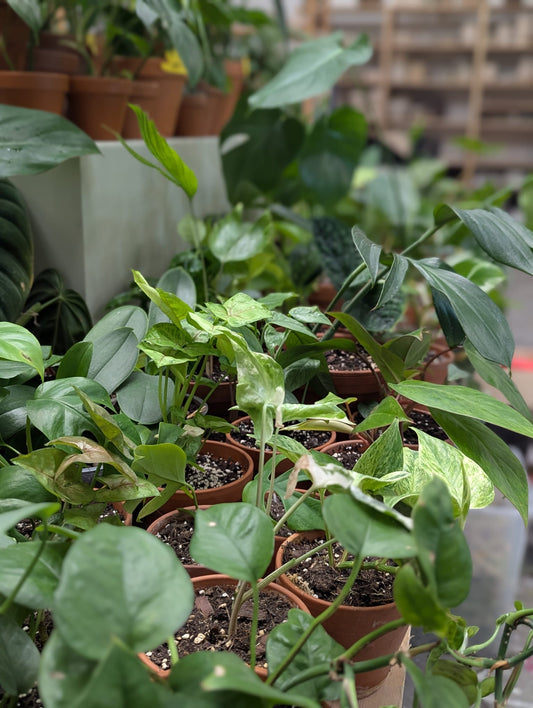 Bazarové kvítko MIX #slowplant