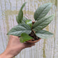 Bazarové kvítko MIX #slowplant