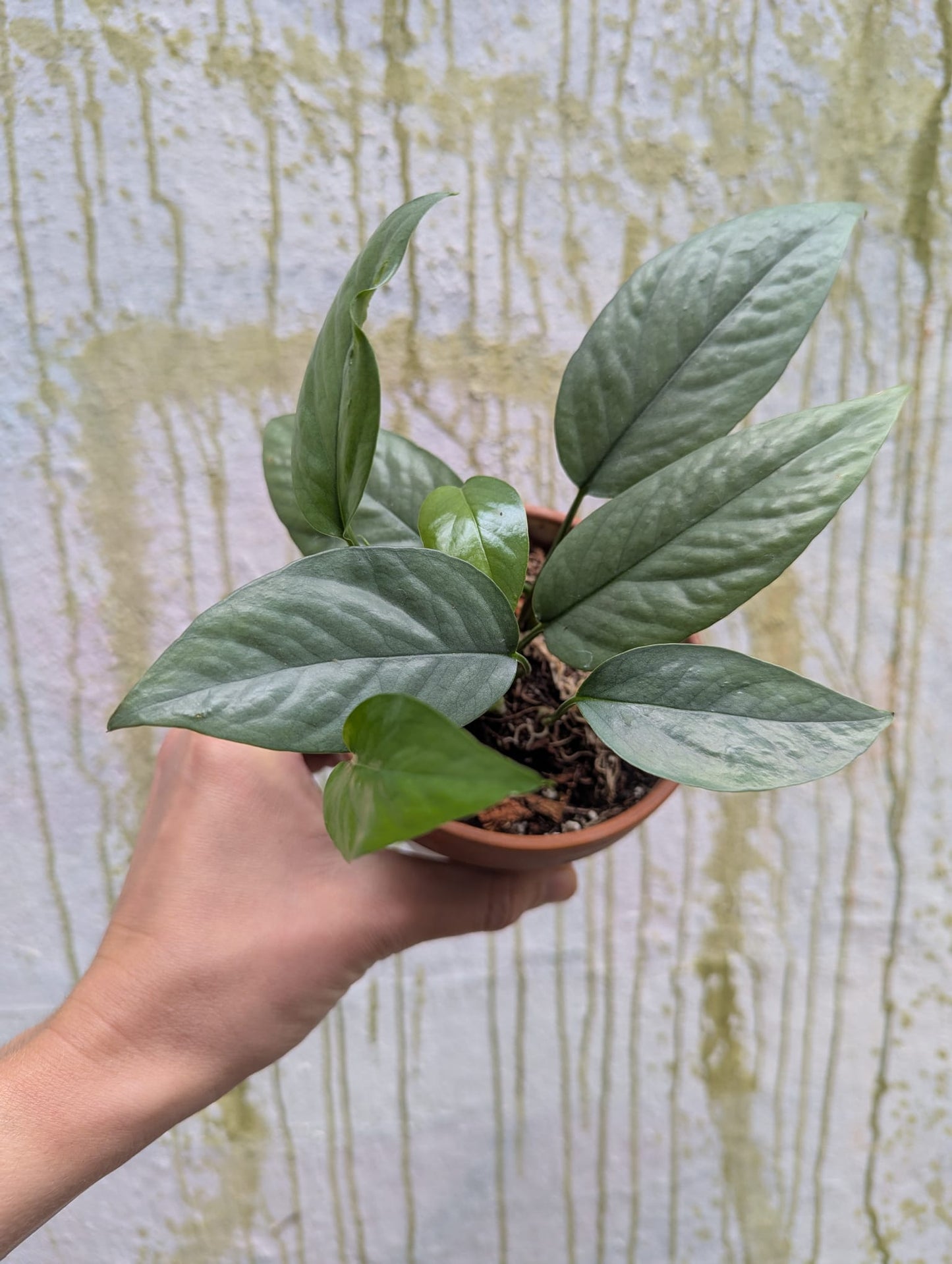 Bazarové kvítko MIX #slowplant