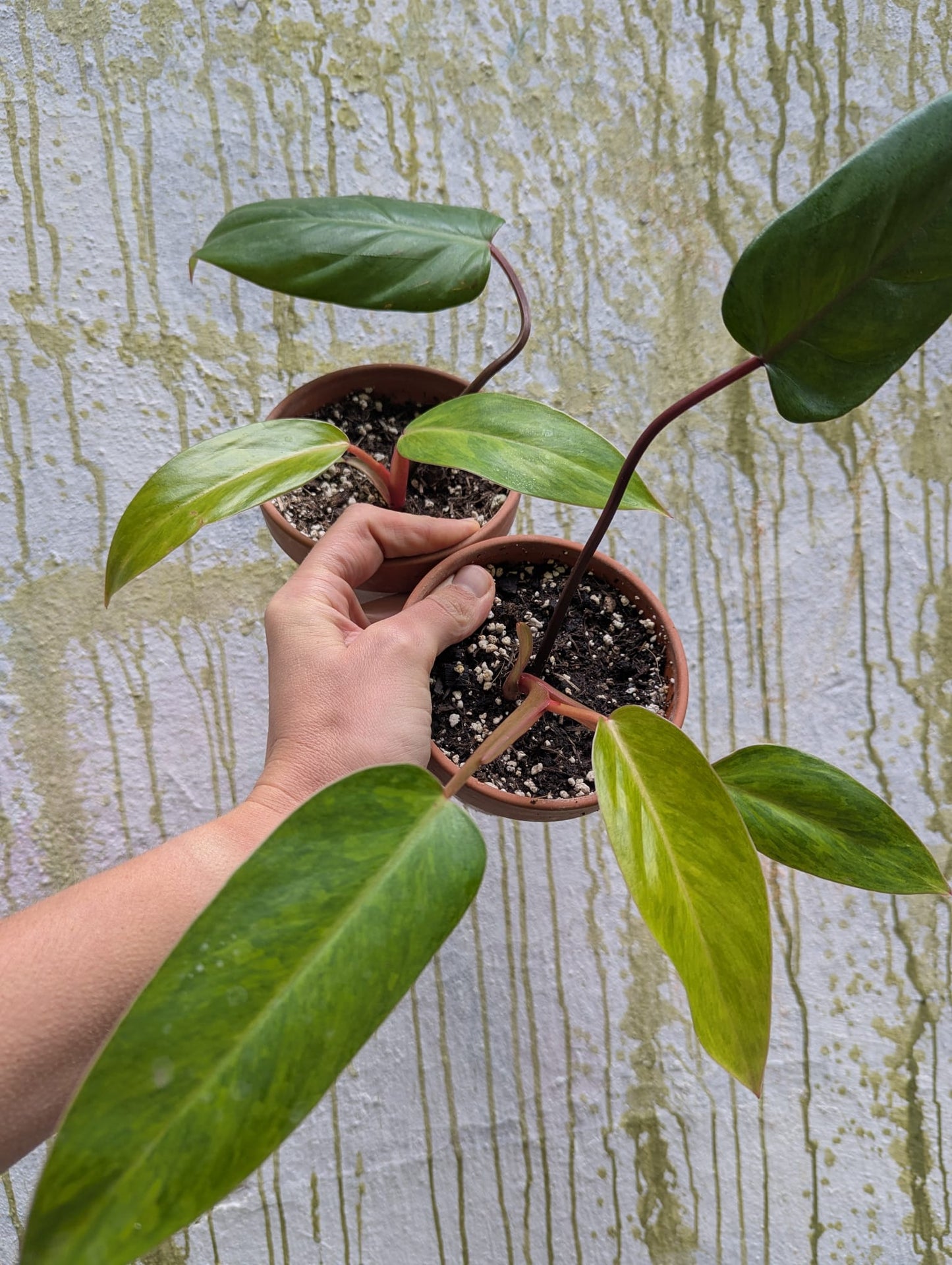 Bazarové kvítko MIX #slowplant