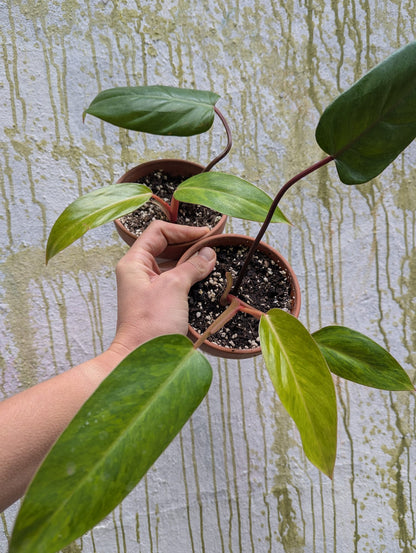 Bazarové kvítko MIX #slowplant