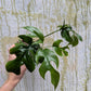 Bazarové kvítko MIX #slowplant