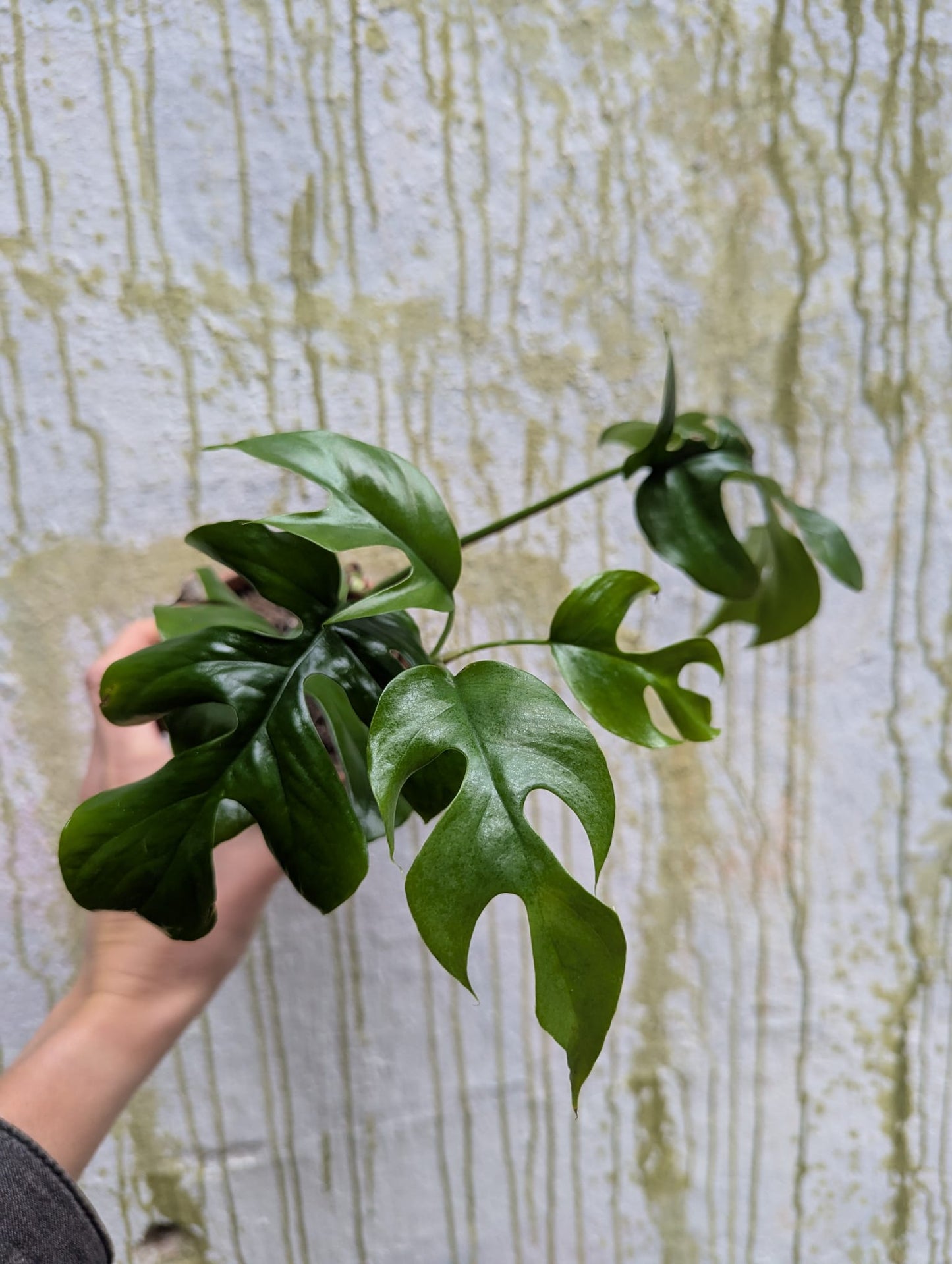 Bazarové kvítko MIX #slowplant