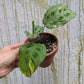 Bazarové kvítko MIX #slowplant