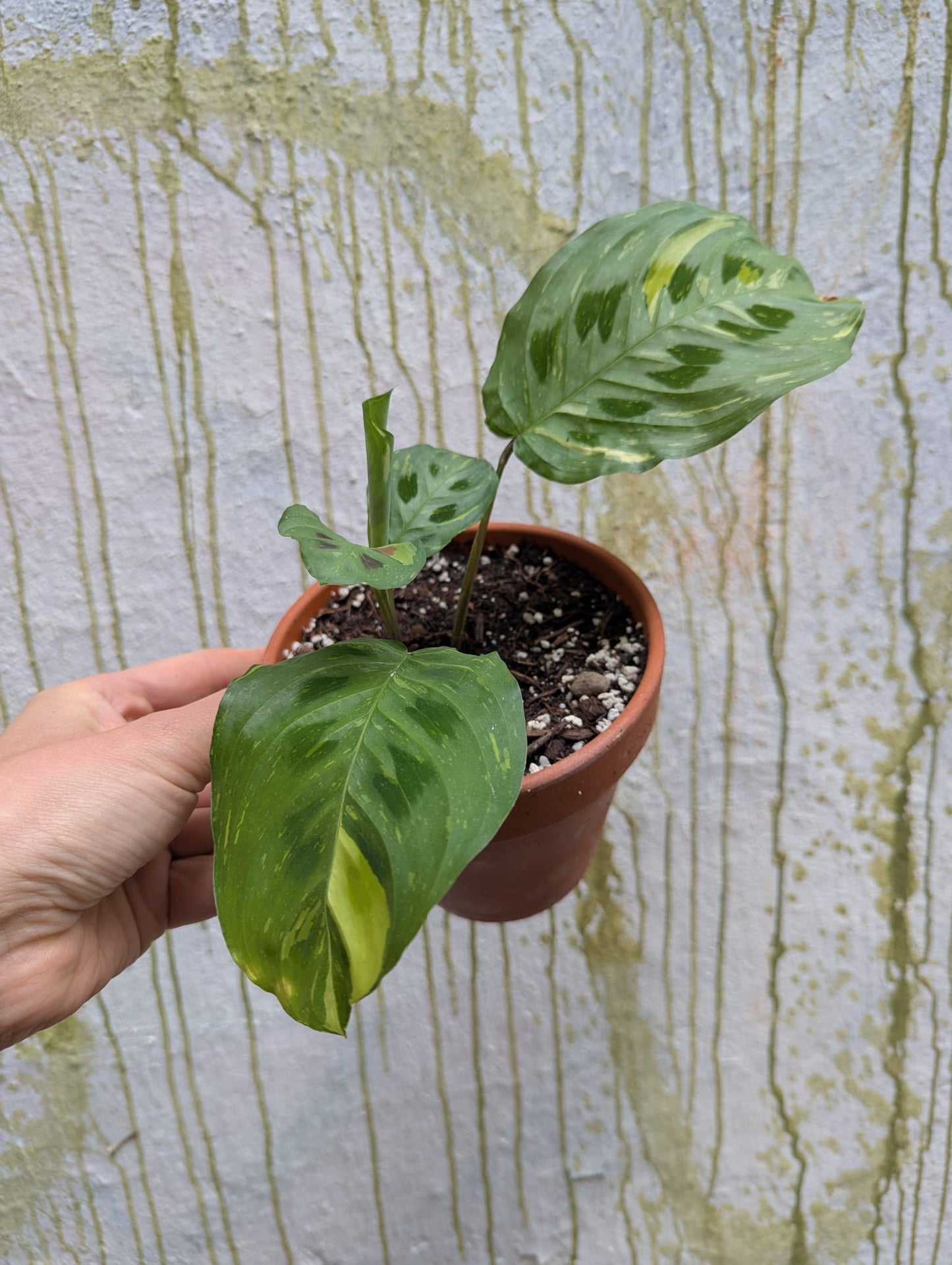 Bazarové kvítko MIX #slowplant