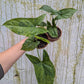Bazarové kvítko MIX #slowplant
