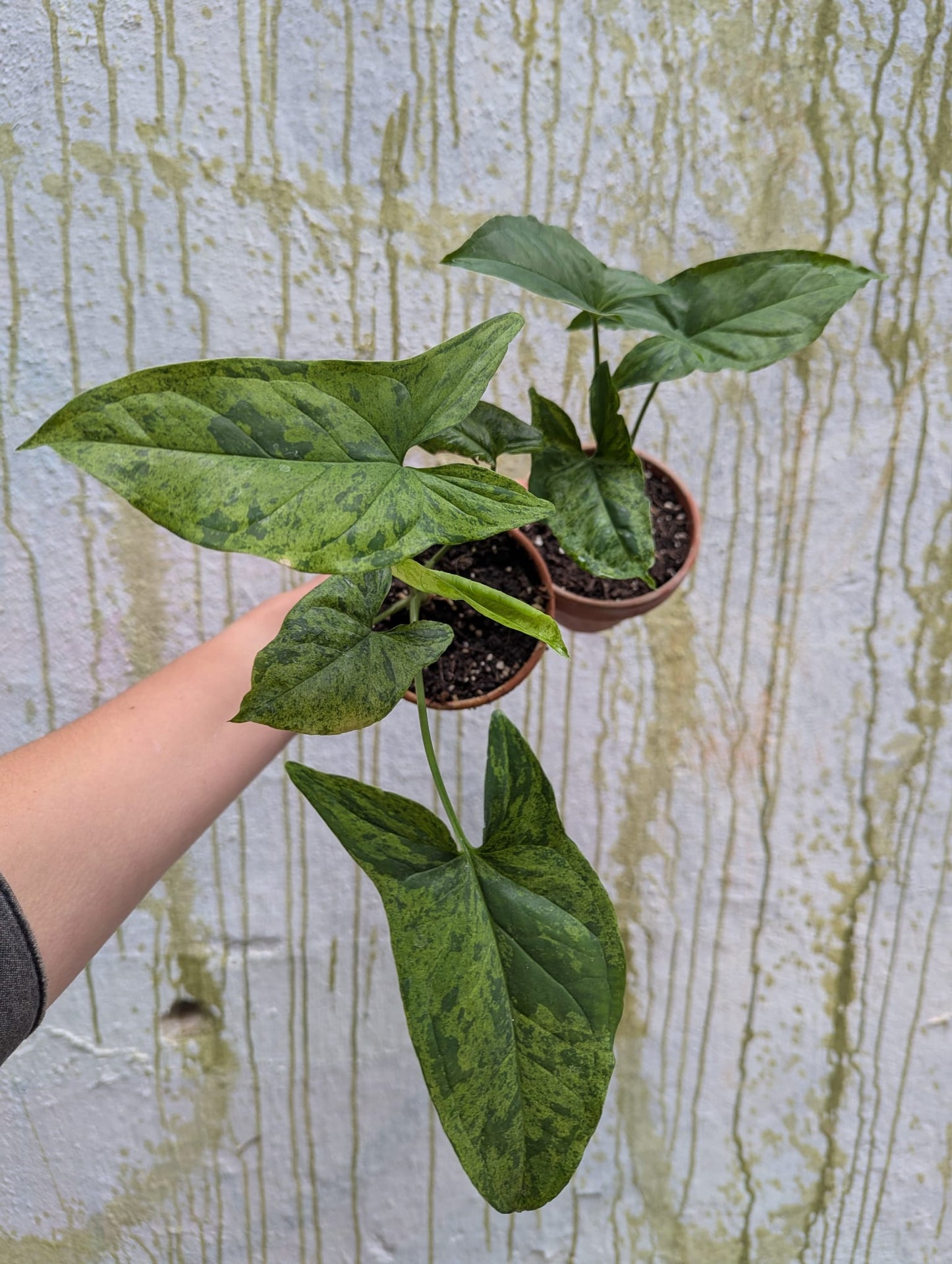 Bazarové kvítko MIX #slowplant