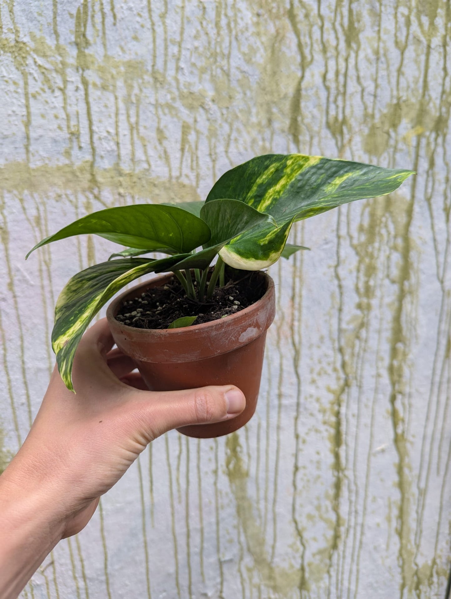 Bazarové kvítko MIX #slowplant