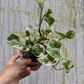 Bazarové kvítko MIX #slowplant