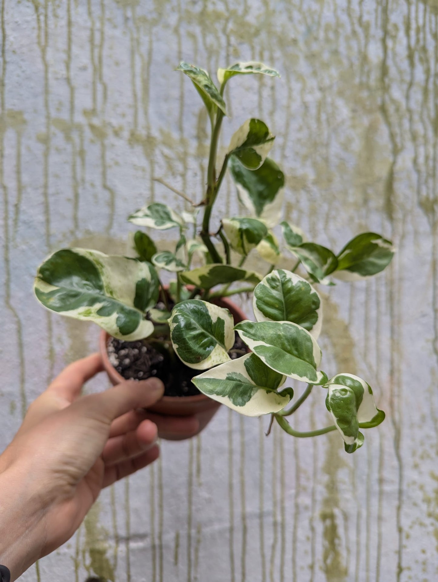 Bazarové kvítko MIX #slowplant