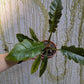 Bazarové kvítko MIX #slowplant