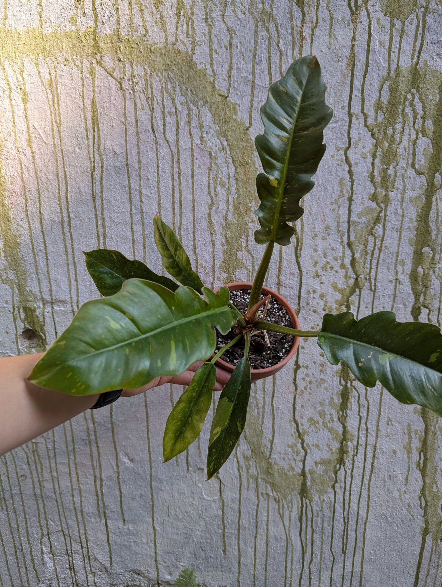 Bazarové kvítko MIX #slowplant