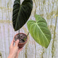 Bazarové kvítko MIX #slowplant