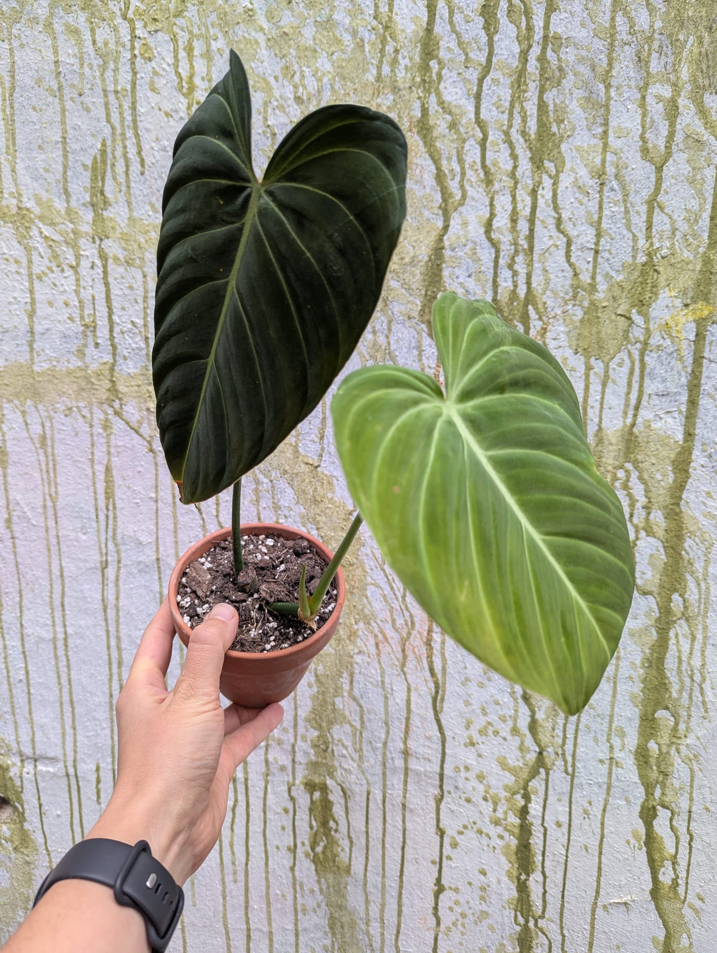 Bazarové kvítko MIX #slowplant